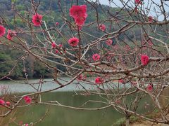 -南国桃园旅游度假区