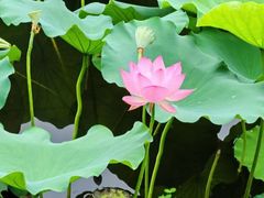 -荔湾湖公园