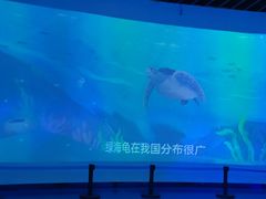 -广东惠东海龟国家级自然保护区
