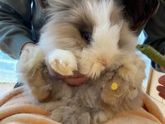 -猫猫幼稚园·撸猫·桌游·电玩