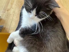 -有喵·猫咖·狗咖·30几只猫10只小狗(岗厦店)