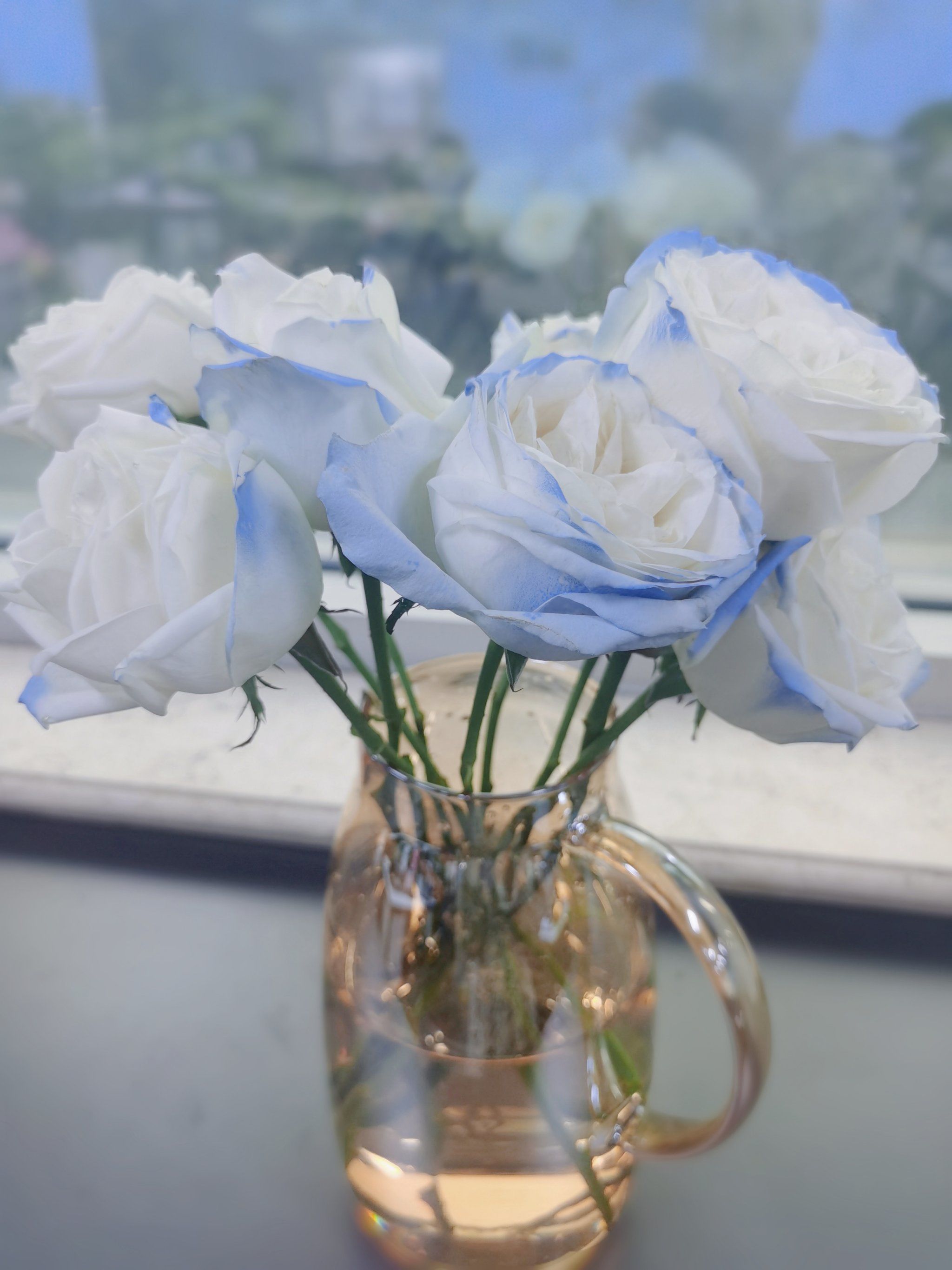淡蓝色玫瑰花语是什么❓