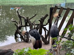 -广州长隆飞鸟乐园