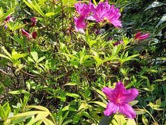 -杭州半山国家森林公园