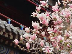 -潭柘寺景区