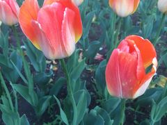 -长春公园(普阳街道)