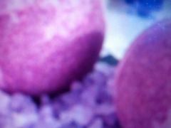 -鹤桥风月(千日前店)