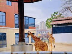 -泉州海丝野生动物世界