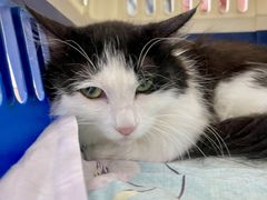 -纳吉亚猫专科动物诊疗中心(蒋宅口分院)