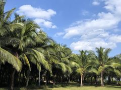 -三亚海棠湾喜来登度假酒店