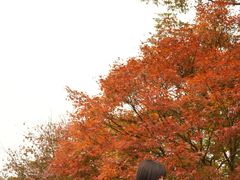 -田野绿世界