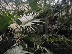 -呀路古热带植物园