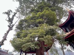 -峨眉山报国寺
