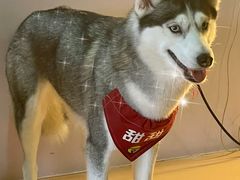 -Husky Go! 哈士奇体验馆·宠物咖啡厅狗咖