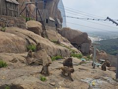 -西霞口神雕山野生动物世界