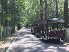 -合肥滨湖国家森林公园