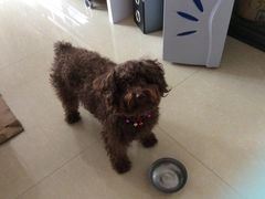 -芭比堂动物医院·犬猫全科·异宠专科(雁塔分院)