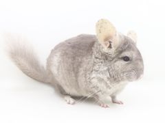 -龙猫仔乐园(惠福东路店)