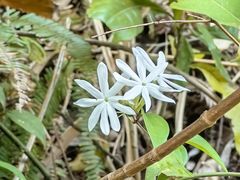 -海南热带雨林国家公园吊罗山景区