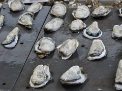 -大湾区中央湿地公园-十九涌