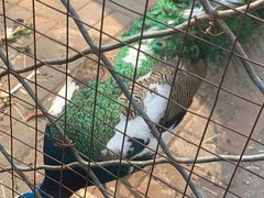 -长白岛森林公园