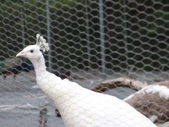 -福建鲤鱼洲酒店