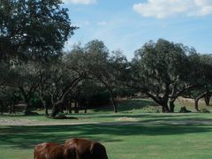 -奥兰多迪士尼动物王国乐园