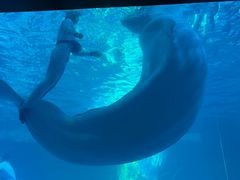 -海合安武汉极地海洋公园