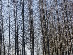 -径山花海