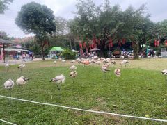-广州长隆飞鸟乐园