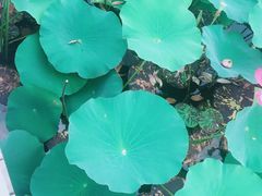 -羊亭河湿地公园