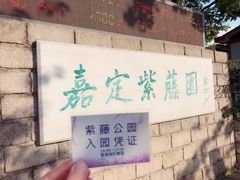 -嘉定紫藤园