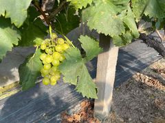 -马陆小张葡萄园农家乐