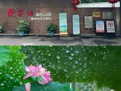 -陈家山荷花公园