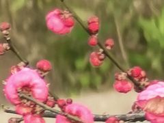 -重庆彩云湖湿地公园