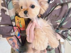 -宠爱多约克夏马尔济斯泰迪小型犬专卖