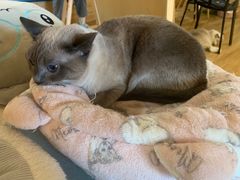 -滚猫咖啡·猫咖·猫友好撸猫(未来城店)