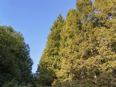 -桂满陇-十里风荷(合生汇店)