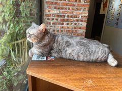 -豆逗聊愈猫阁Easy Life