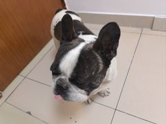 -全心全意连锁动物医院·特色中医诊疗(会城门分院)