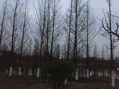 -白鹭湾湿地公园