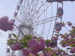 -顾村公园