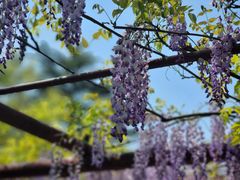 -嘉定紫藤园