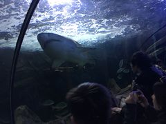 -悉尼海洋生物水族馆