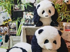 -轩客会(熊猫书店)