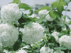 -陕西省西安植物园