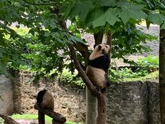 -都江堰中华大熊猫苑