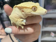 -酷以爬仙阁实体爬宠店·守宫·蜥蜴·专业繁育