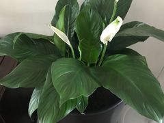 -秦美花卉(天朗·莱茵小城2期店)