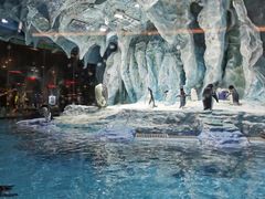 -帝企鹅自助餐厅•儿童岛•真企鹅(长隆企鹅酒店)